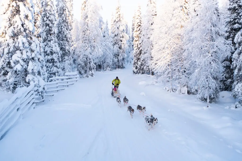 Tourists enjoying a dog sled ride through a snowy forest in Lapland, showcasing winter tourism in Scandinavia.