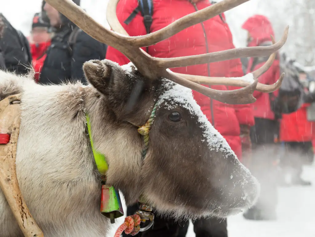 Close-up of a snow-dusted reindeer at a winter tour in Scandinavia, surrounded by tourists in red jackets