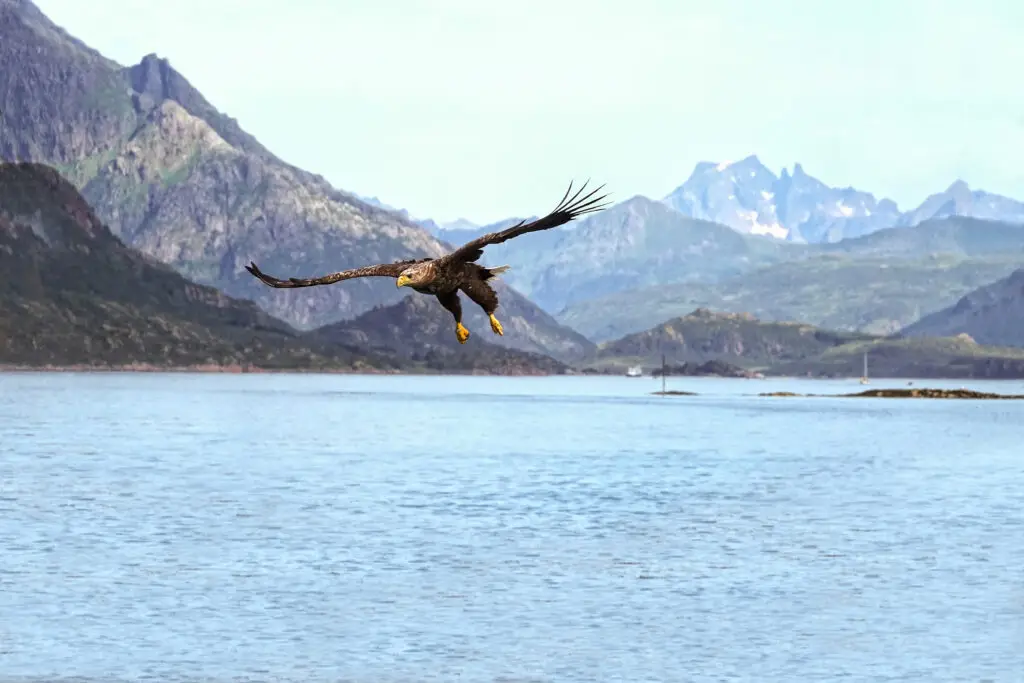 White-tailed sea eagle soaring over a serene Norwegian fjord with majestic mountains in the background, showcasing natural wildlife in Scandinavia.
