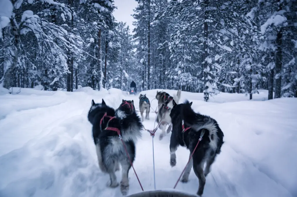 Husky sled team racing through a snowy forest in Finnish Lapland, a winter adventure tour in Scandinavia