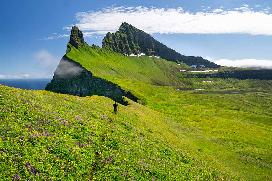 Hiker exploring the breathtaking Hornstrandir Cliffs in Iceland, showcasing lush green landscapes and vibrant wildflowers under a clear blue sky