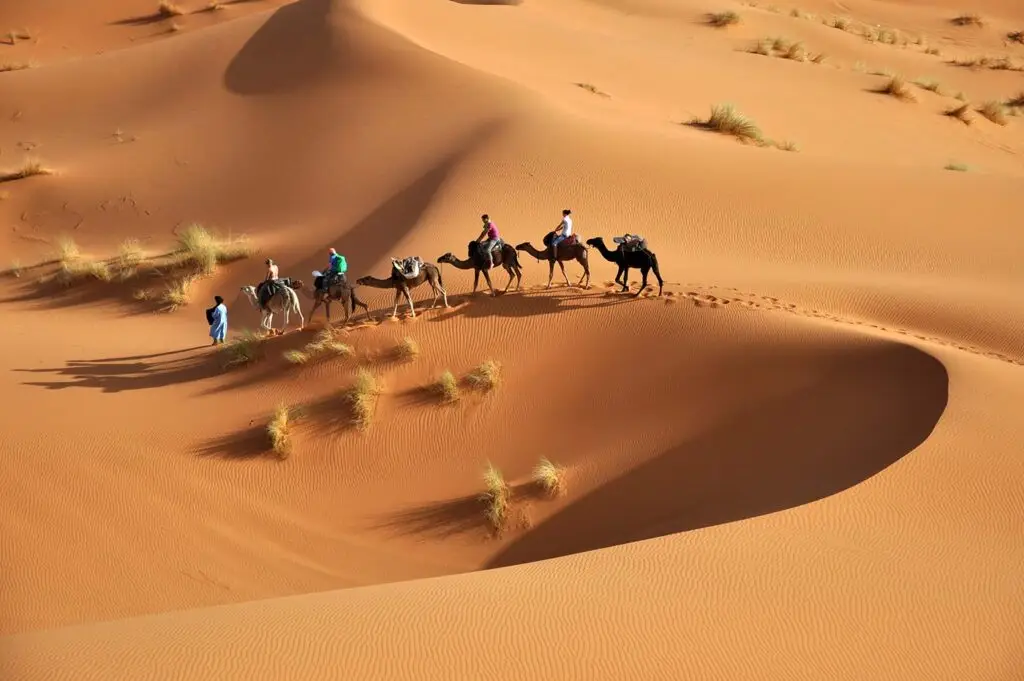 Camel caravan led by a guide walking on golden sand dunes in the Sahara Desert, Morocco, showcasing an iconic tourist experience.