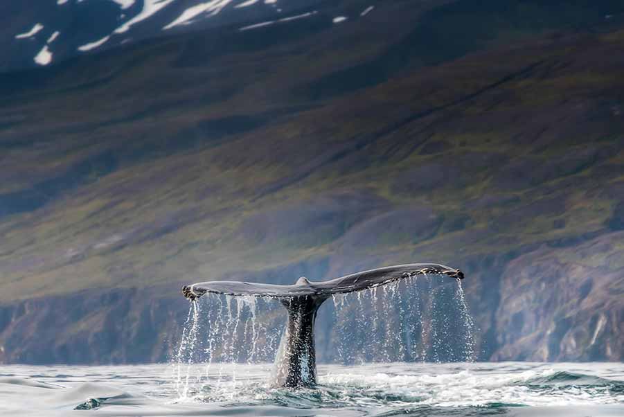 Humpback whale tail emerging from water during a whale watching tour in Iceland with scenic mountainous backdrop.