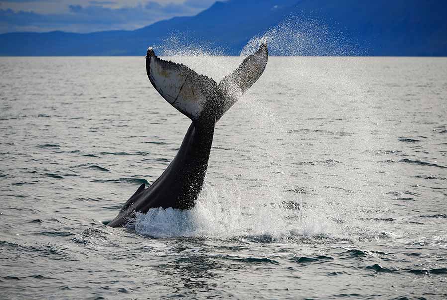 Humpback whale tail emerging from the ocean with water droplets during a whale-watching tour in Iceland's scenic coastal waters