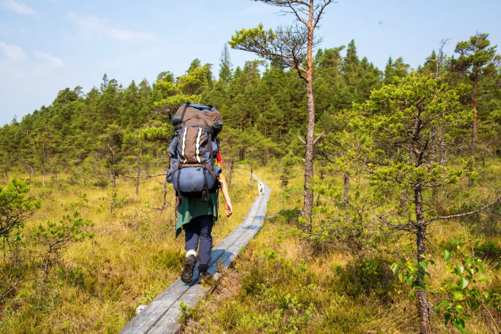 Young woman hiking with a large backpack on a wooden footbridge through a scenic bog in Scandinavia, surrounded by lush greenery and pine trees.