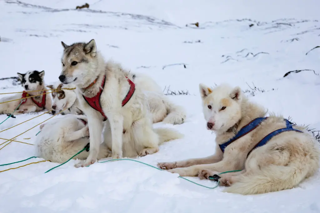 Sled dogs resting in snow after a dog sledding tour near Sisimiut, Greenland, showcasing the winter landscape and traditional activities