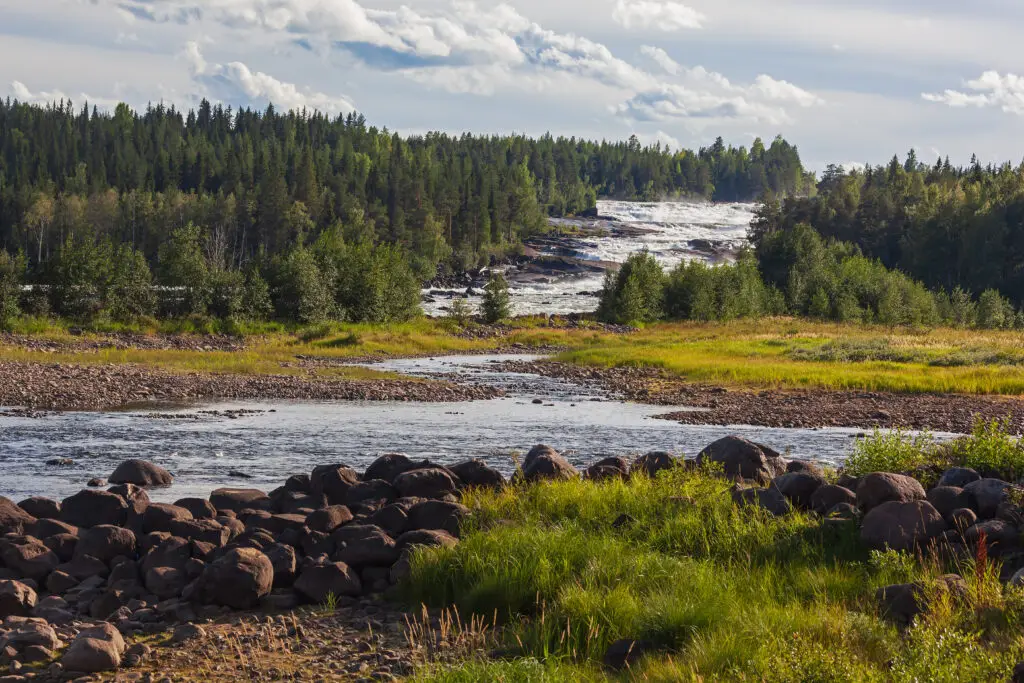 Scenic view of the Storforsen rapids in the Pite River, a popular tourist attraction in Swedish Lapland, showcasing the powerful water currents and lush forested landscape.