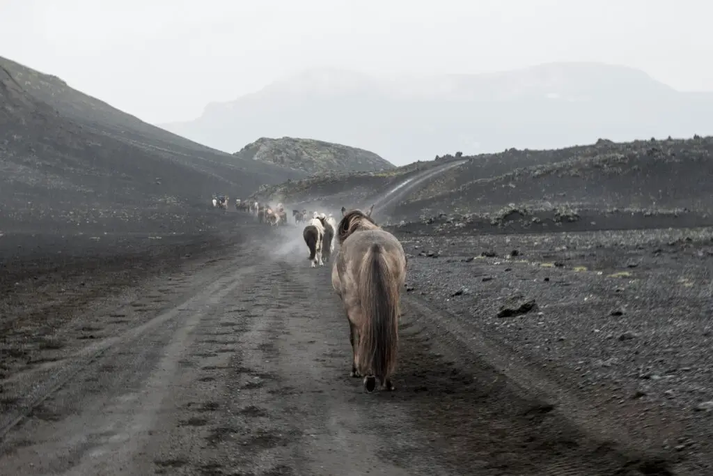 Horses walking on a volcanic ash trail near Hekla Volcano in Iceland, showcasing a dramatic and rugged landscape ideal for adventurous tours.
