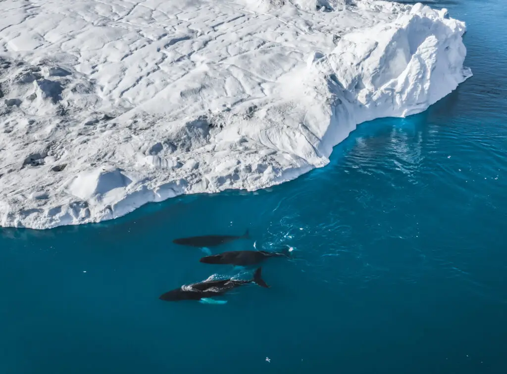 Three humpback whales diving near Ilulissat, visible among icebergs from the Jakobshavn glacier in Disko Bay, Greenland, showcasing the impact of global warming on Arctic landscapes.