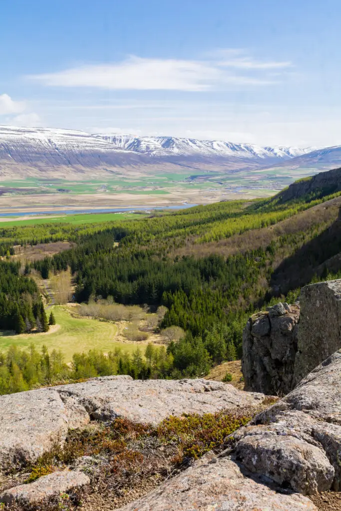 Panoramic view of Kjarnaskogur forest in Akureyri, Iceland, showing expansive pine woods, large boulders, and snow-capped mountains in the background.