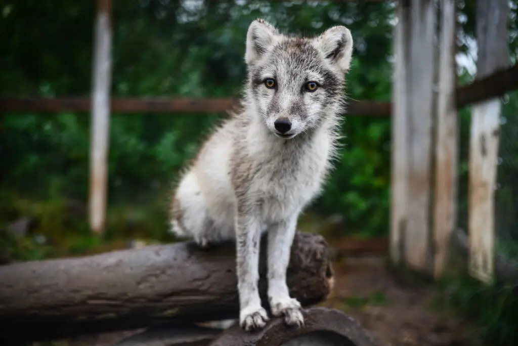 Orphaned Arctic fox at the Arctic Fox Centre in Súðavík, Westfjords, Iceland, perched on a log in a natural setting