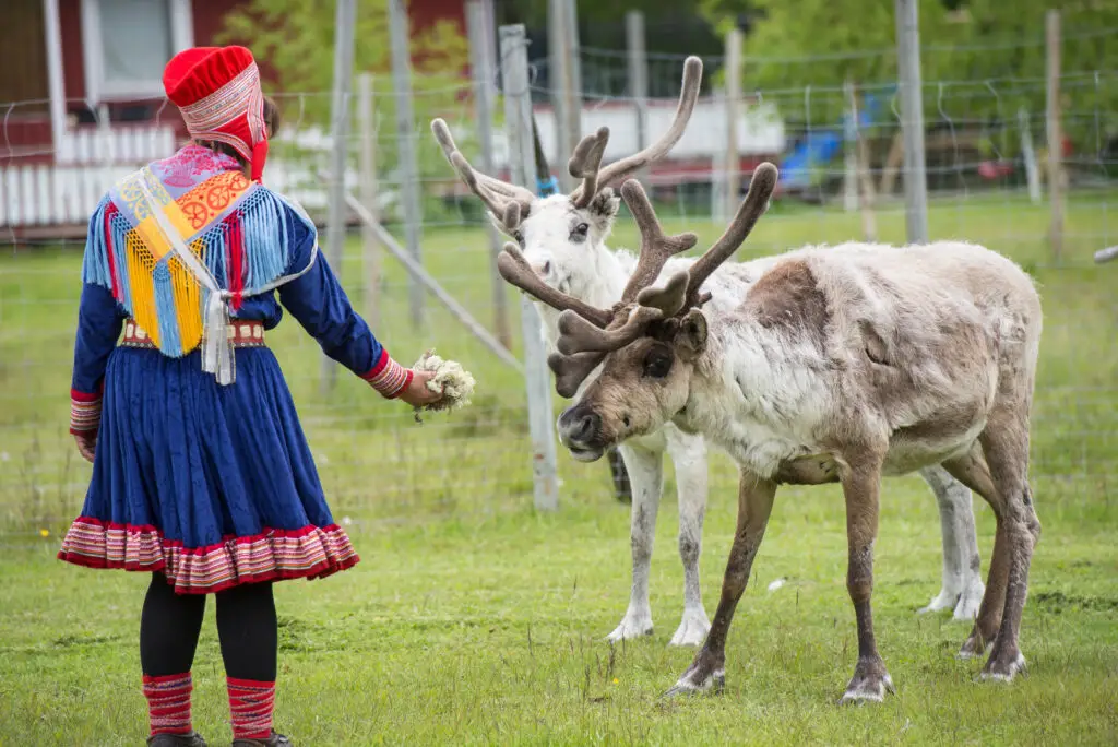 Sami woman in traditional dress feeding reindeer in a fenced enclosure in Scandinavia, showcasing indigenous culture and wildlife tourism.