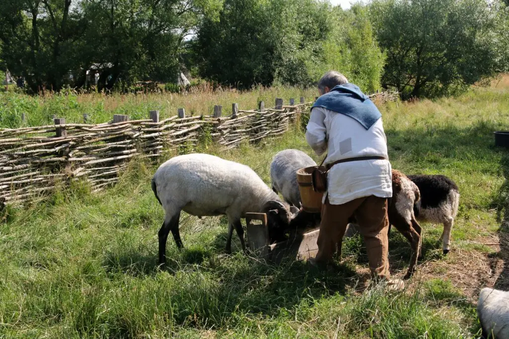Viking farmer in traditional clothing feeding sheep at Ribe Viking Center in Denmark, showcasing historical Scandinavian culture