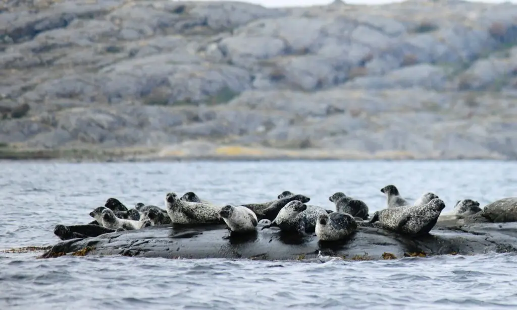 Group of seals resting on a rocky shore in Scandinavia, showcasing natural wildlife attractions for eco-tourism.