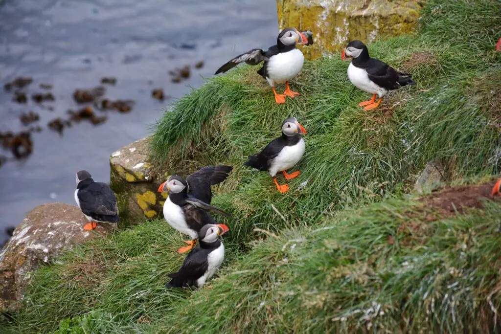 Group of puffins on the grassy cliffs of Borgarfjordur Eystri, Iceland, a popular tourist attraction for bird watching in late afternoon.