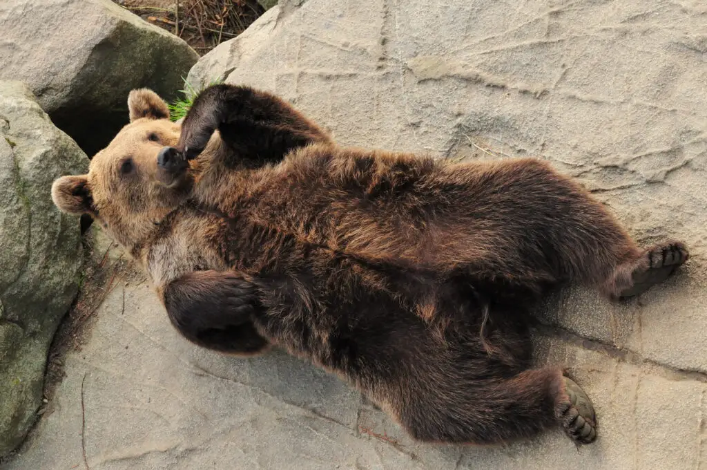Brown bear relaxing on rocks at Ranua Zoo, Finland, on a sunny summer day, showcasing wildlife in Scandinavian tourist attractions.