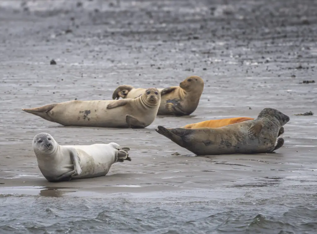 Seals resting on the sandy shores of Fano Island, Denmark, a popular wildlife attraction in Scandinavia.