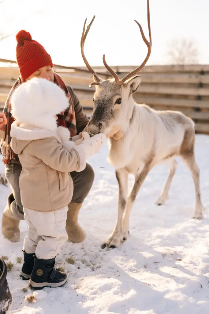 Father and young daughter feeding a reindeer on a snowy day, highlighting family-friendly winter activities in Scandinavia.
