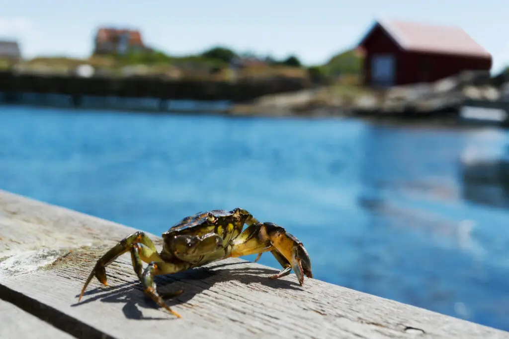 Tångkrabba posing on a wooden dock with Scandinavian coastal scenery in the background, highlighting natural wildlife and cultural landmarks in Scandinavia